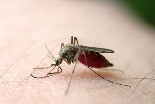 濟南消殺殺蟲公司提醒您，被蚊子咬了要這么做。
